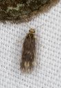 microcaddisfly_1247