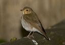 swainson_s_thrush_1065