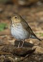 swainson_s_thrush_1071