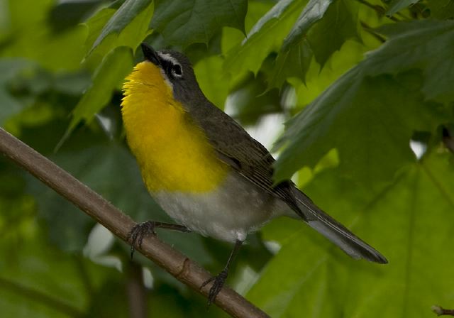 Icteria virens Parulidae