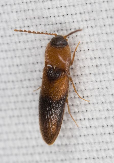 Ampedus areolatus Elateridae