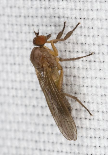   Empididae