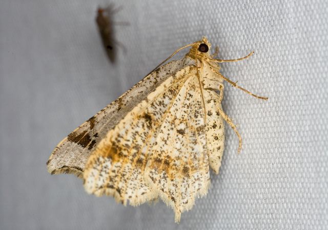 Macaria aemulataria Geometridae