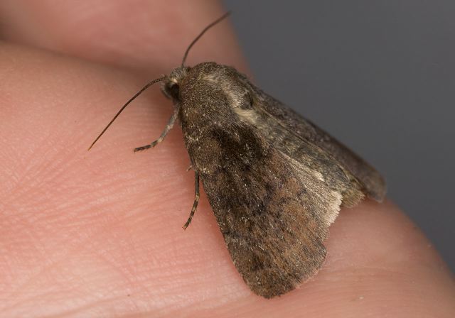 Euxoa comosa? Noctuidae