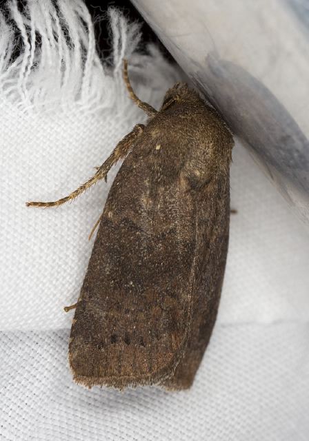 Euxoa comosa? Noctuidae