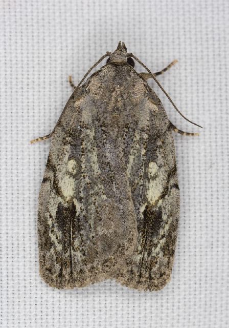 Balsa labecula Noctuidae