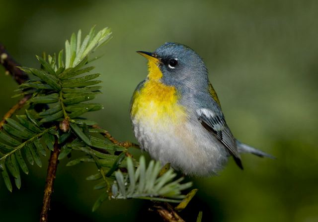 Parula americana Parulidae