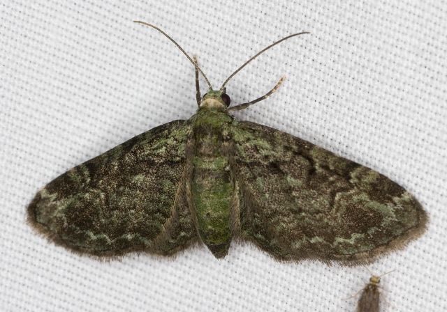 Pasiphila rectangulata Geometridae