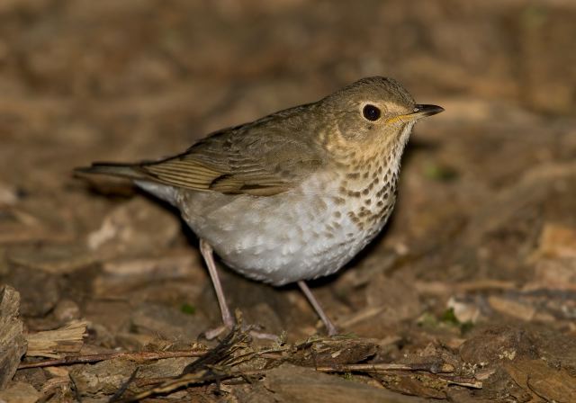 Catharus ustulatus Turdidae