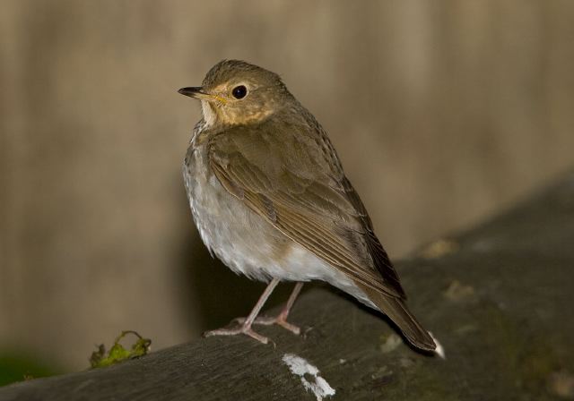 Catharus ustulatus Turdidae