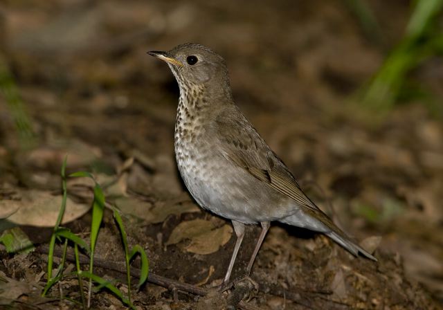 Catharus minimus Turdidae