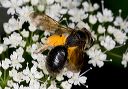 andrena_1369