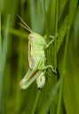 grasshopper_1500