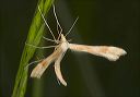 plume_moth_1413