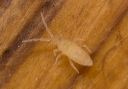 springtail_1319