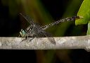 unicorn_clubtail_1455