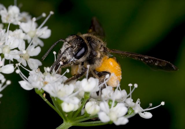 Andrena crataegi Andrenidae