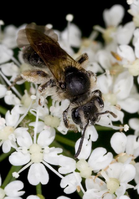 Andrena sp. Andrenidae