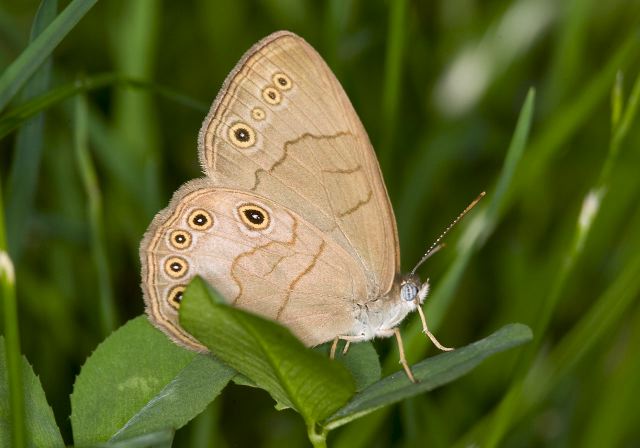 Satyrodes appalachia Nymphalidae