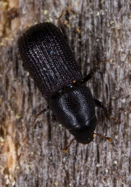   Curculionidae