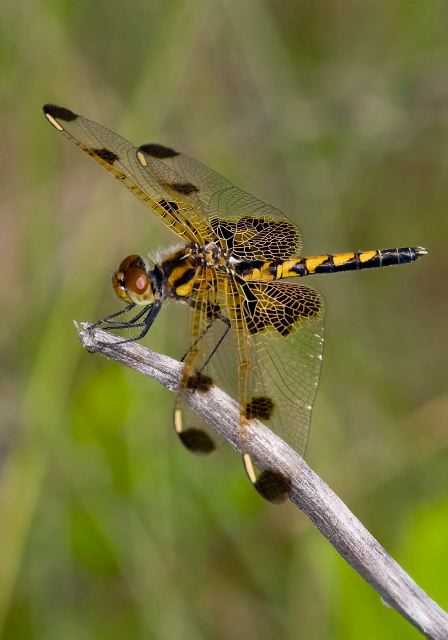 Celithemis elisa Libellulidae