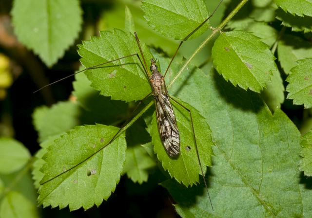 Tipula (Pterelachisus) trivittata? Tipulidae