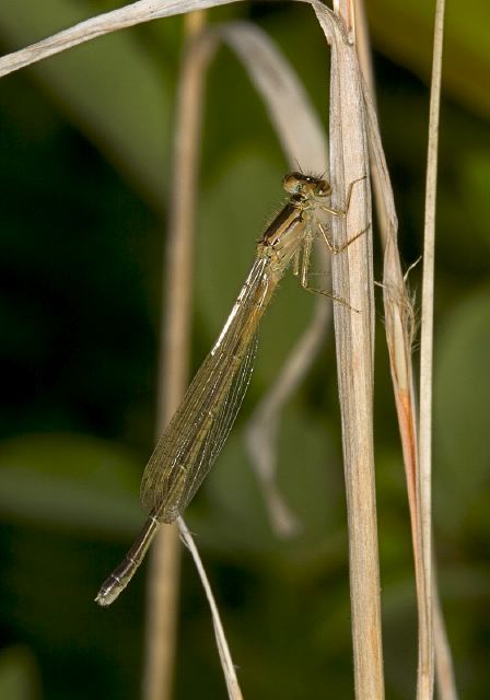 Ischnura verticalis Coenagrionidae