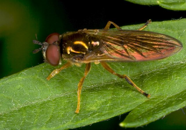 Platycheirus sp.? Syrphidae