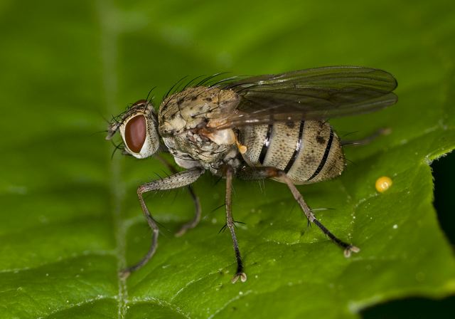 Coenosia sp.? Muscidae