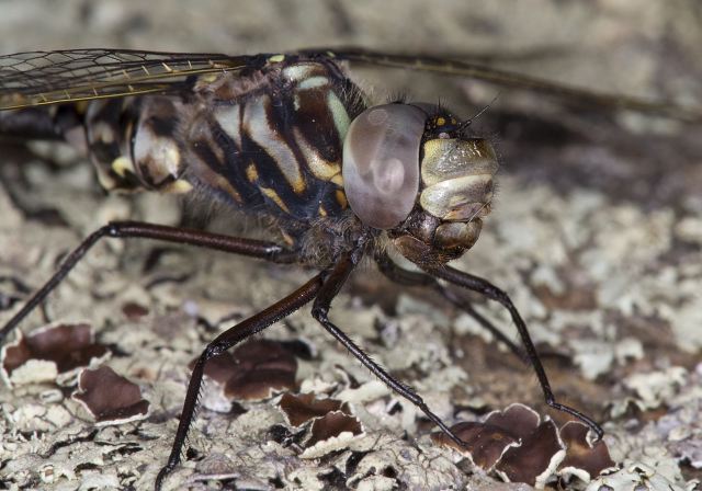 Gomphaeschna furcillata Aeshnidae