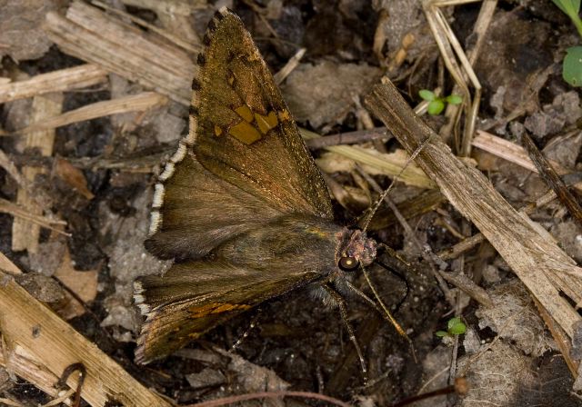 Achalarus lyciades Hesperiidae
