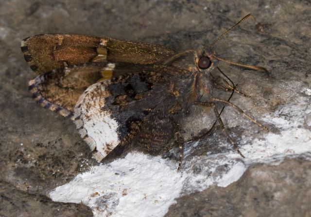Achalarus lyciades Hesperiidae