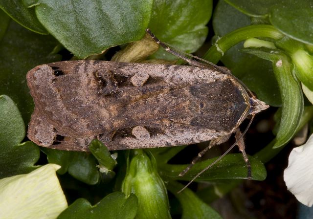 Noctua pronuba? Noctuidae