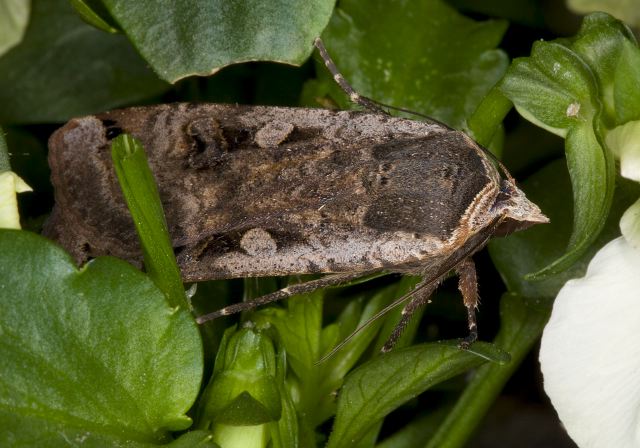 Noctua pronuba? Noctuidae