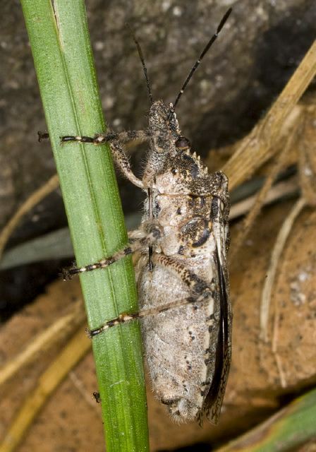 Parabrochymena arborea Pentatomidae