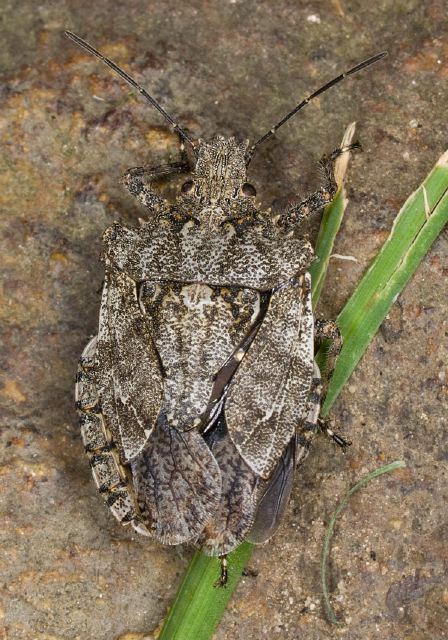 Parabrochymena arborea Pentatomidae