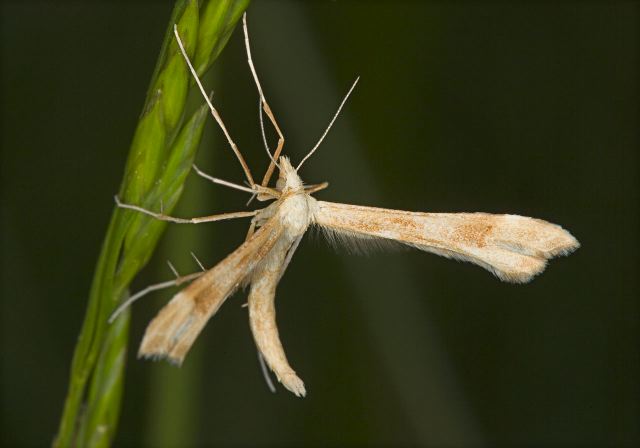 Stenoptilodes carolina? Pterophoridae