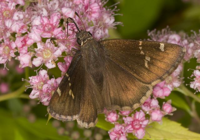 Thorybes bathyllus Hesperiidae