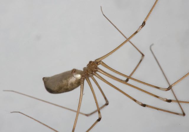 Pholcus phalangioides Pholcidae