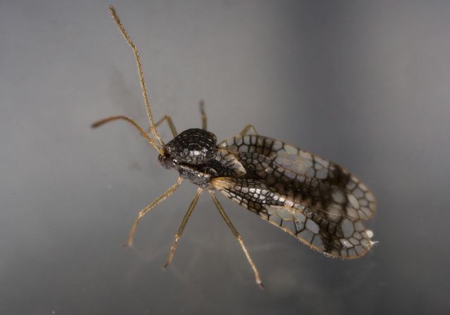 Stephanitis takeyai Tingidae