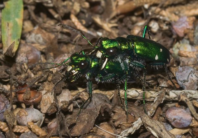 Cicindela sexguttata Carabidae