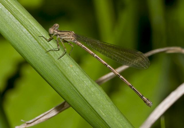 Argia fumipennis Calopterygidae