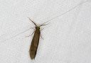 caddisfly_0031