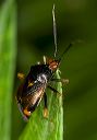 plant_bug_1521