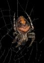 spider_1576