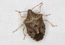 stinkbug_0019