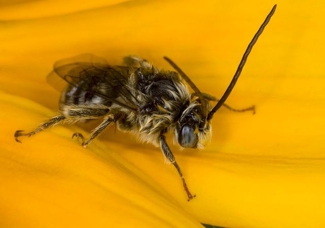 Melissodes sp. Apidae