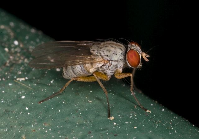 Coenosia sp.? Muscidae