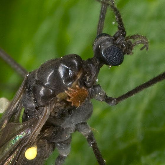 Gnophomyia tristissima Limoniidae