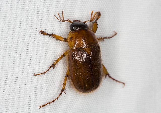 Cyclocephala borealis Scarabaeidae